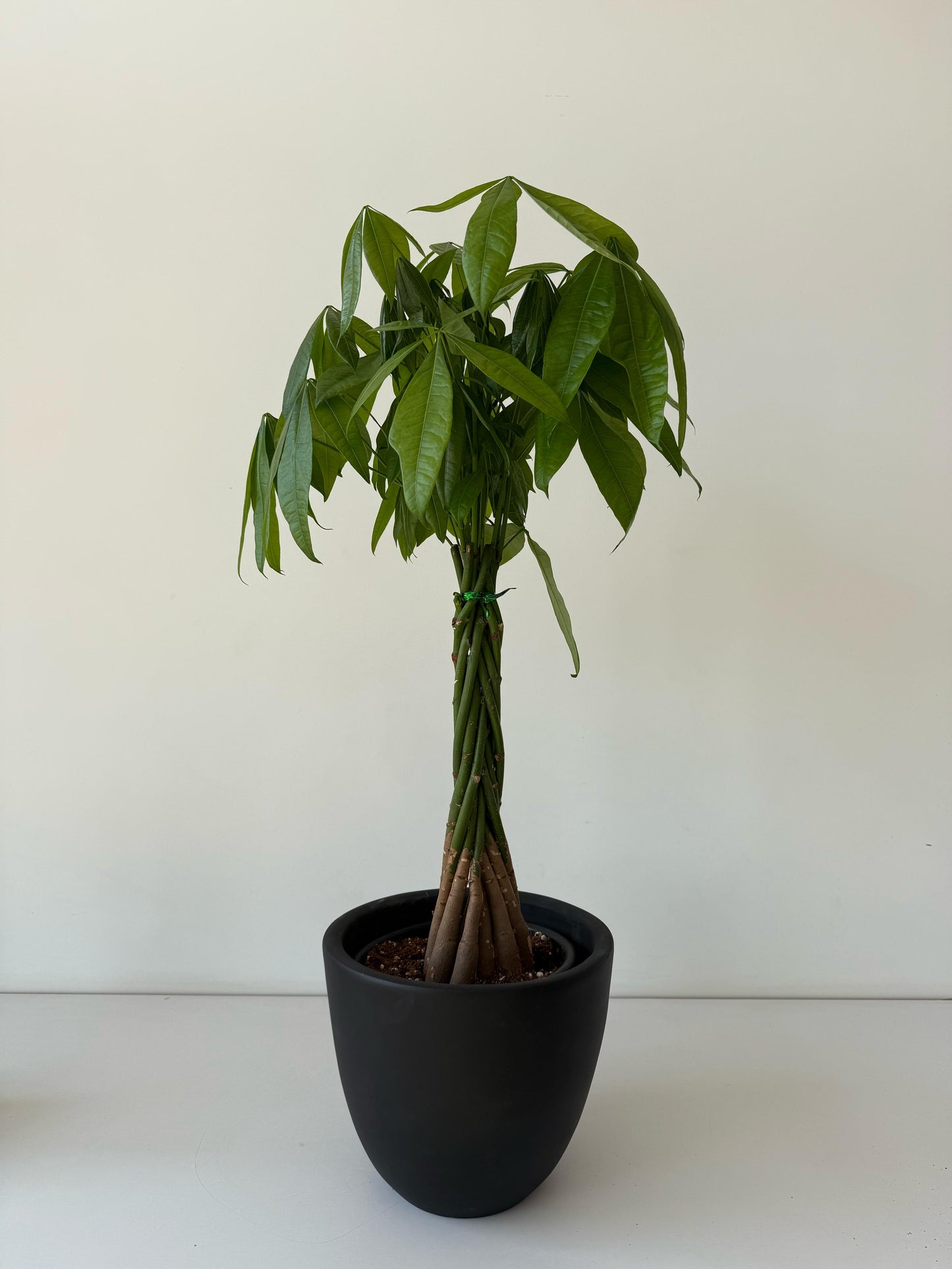 Money Tree - Medium - Plantcultcairo