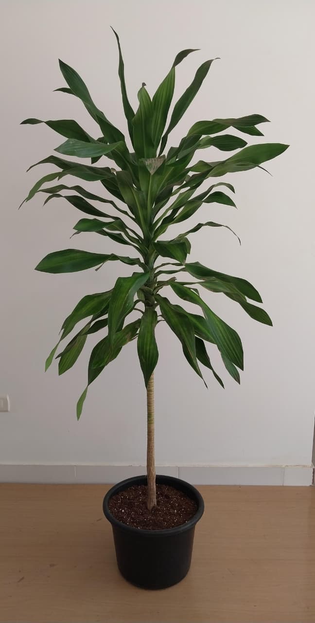 Draceana Corn - Plantcultcairo