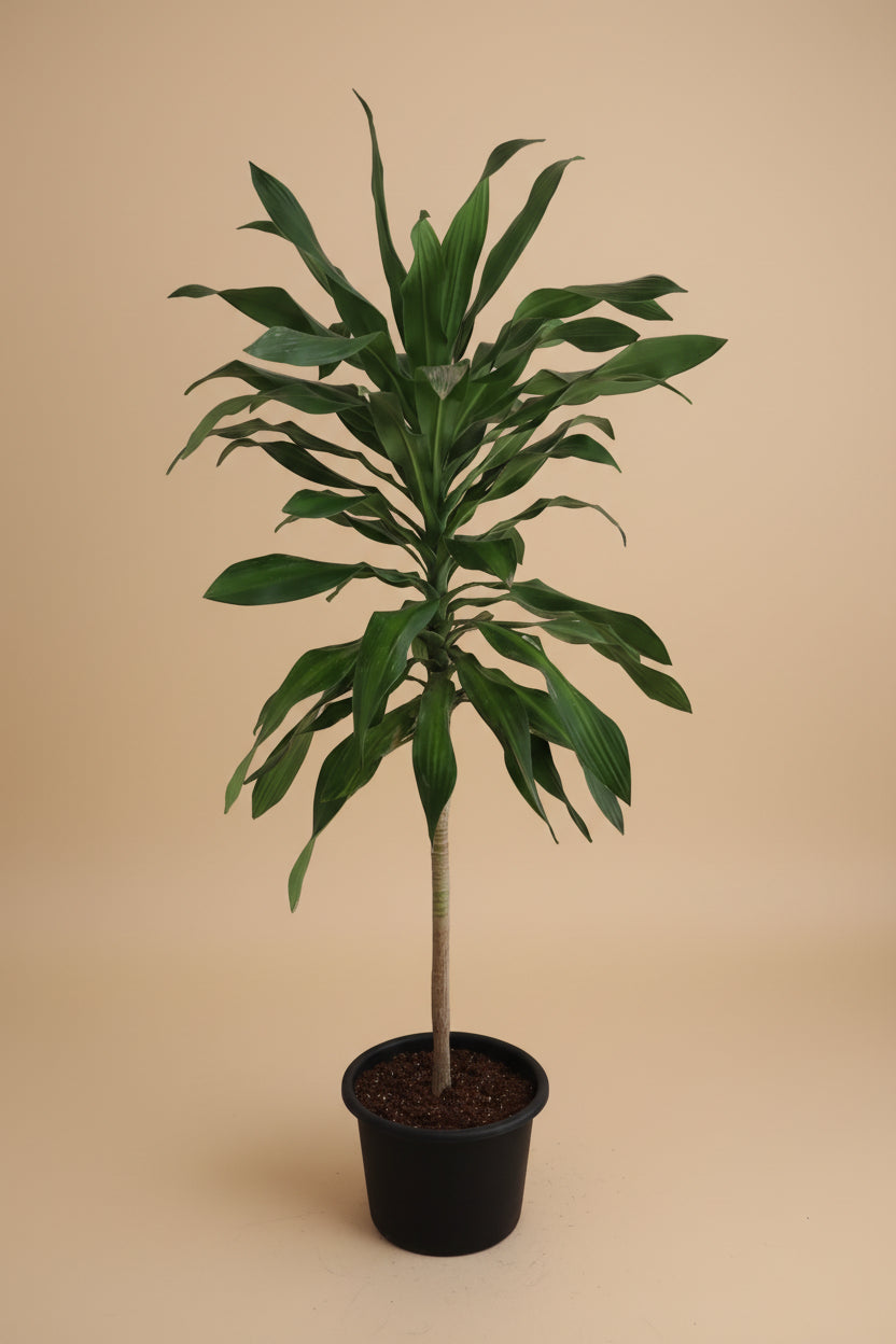 Draceana Corn - Plantcultcairo