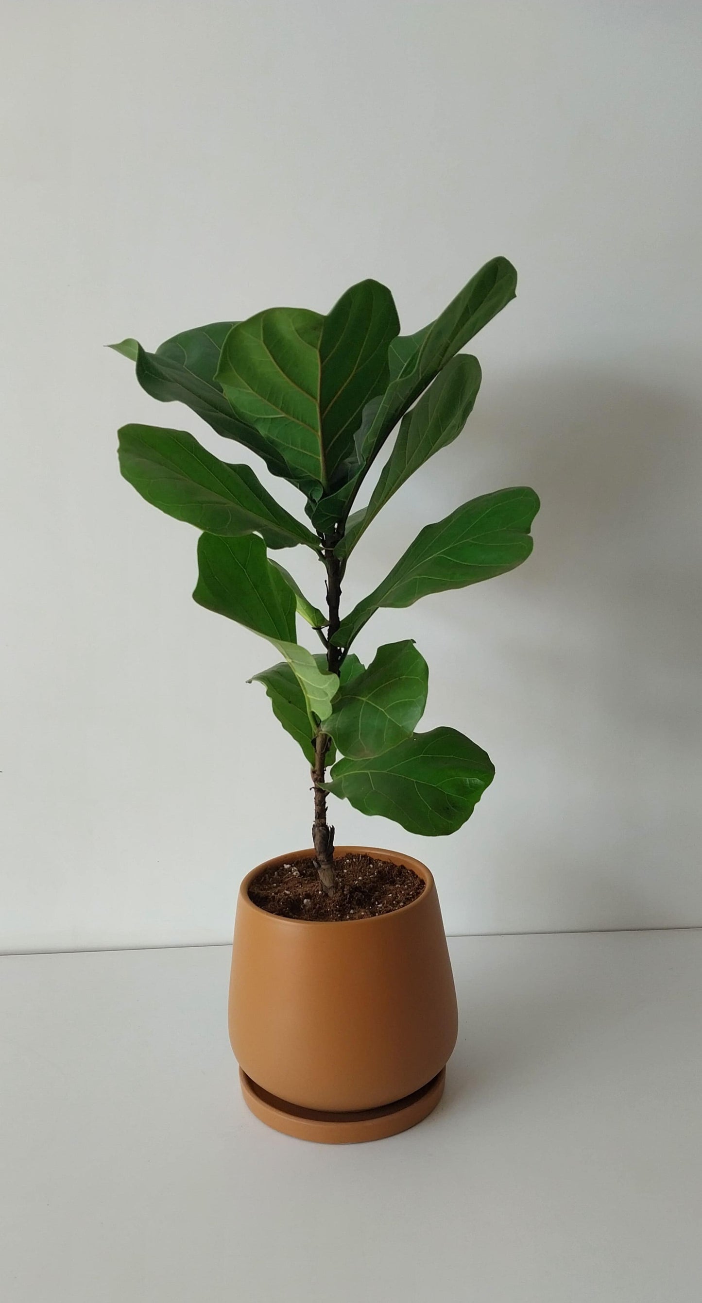 Fiddle leaf fig