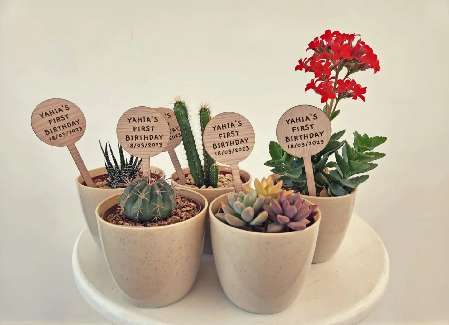 Budget Fancy Minis Bundles - Plantcultcairo