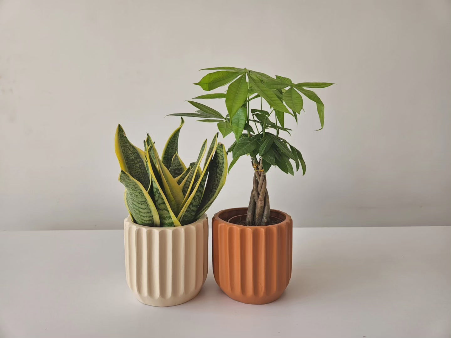 Miniature Money Tree