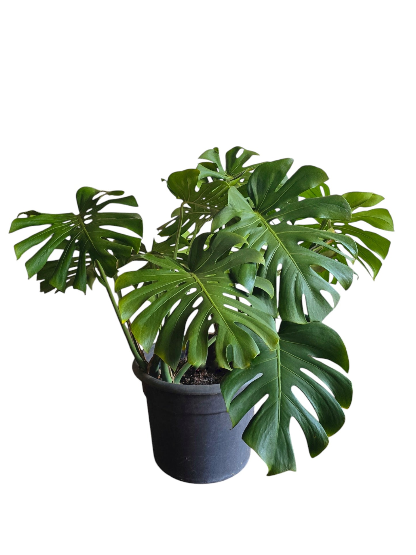 Monstera Deliciosa