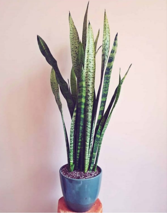 Snake Plant, Zeylanica