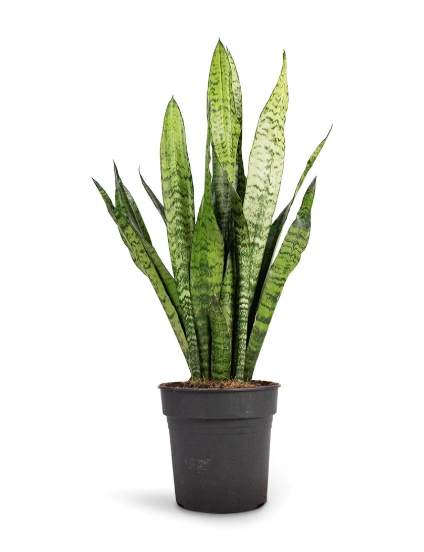 Snake Plant, Zeylanica