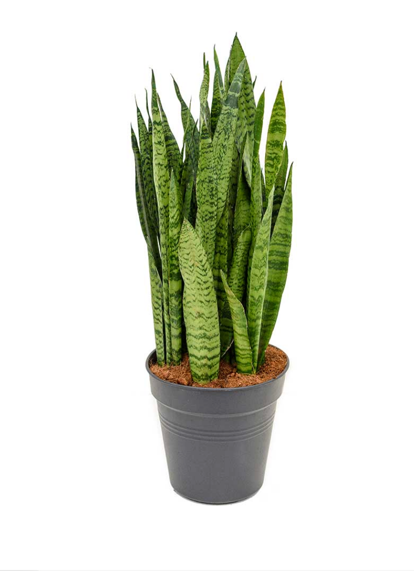 Snake Plant, Zeylanica