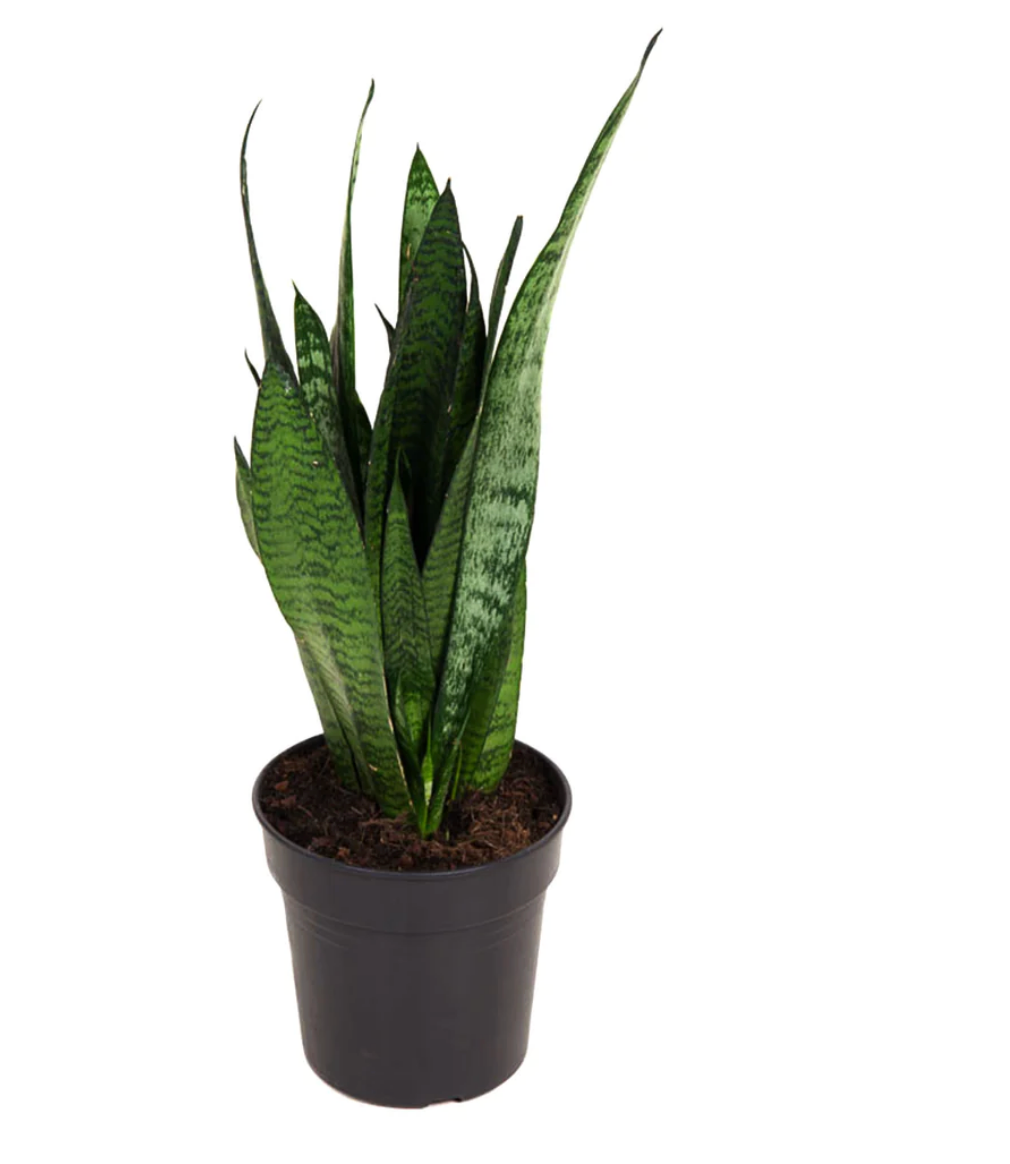 Snake Plant, Zeylanica