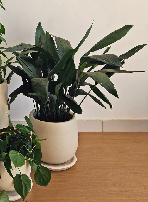 Cast Iron Plant - Plantcultcairo