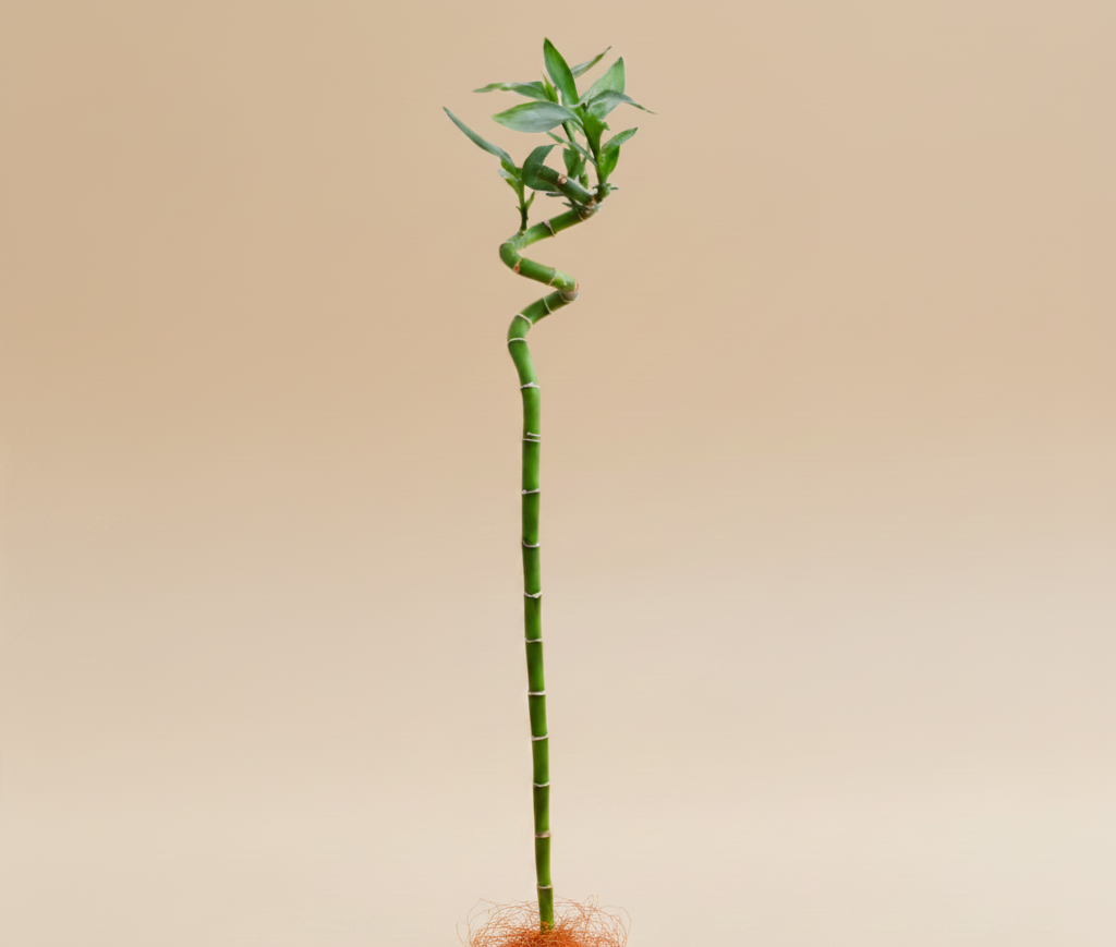 Lucky Bamboo - Plantcultcairo