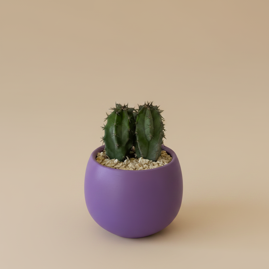 Grey ghost Cactus - Plantcultcairo