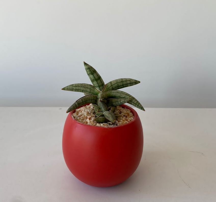 Sansevieria Eilensis, Snake Plant.