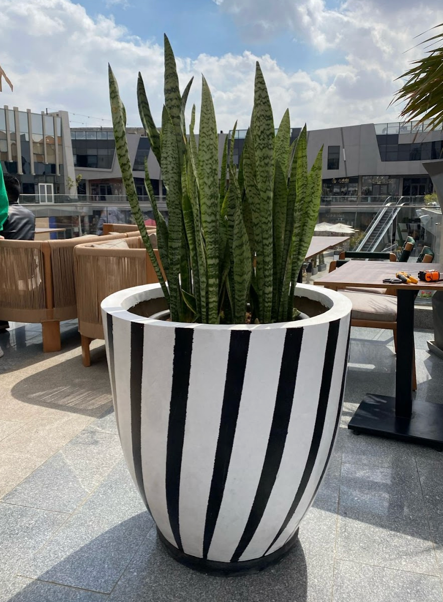 Snake Plant, Zeylanica