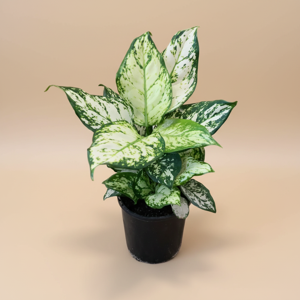 Aglaonema Snow White - Plantcultcairo