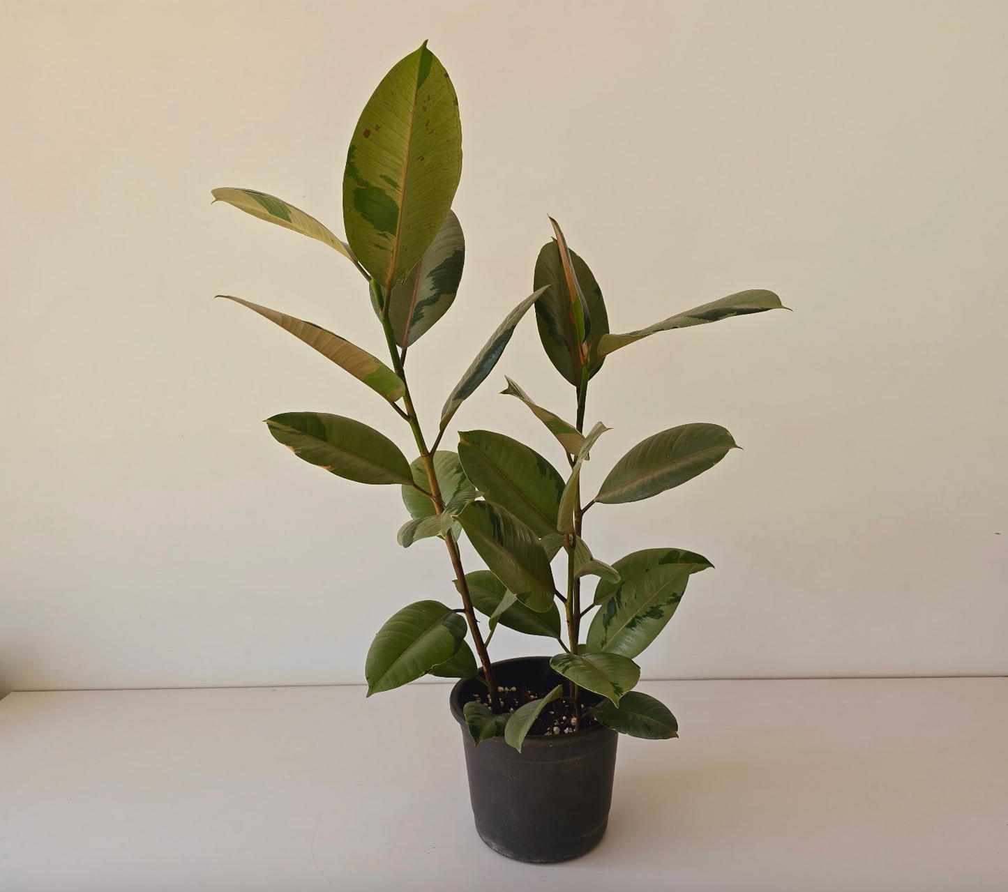Ficus Rubber Tree Variegated