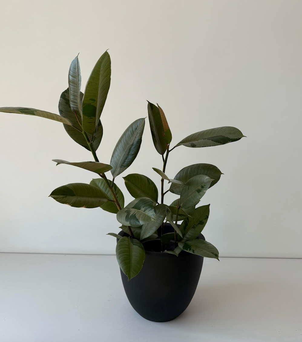 Ficus Rubber Tree Variegated