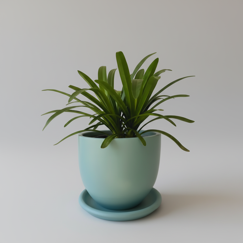 African lily - Plantcultcairo