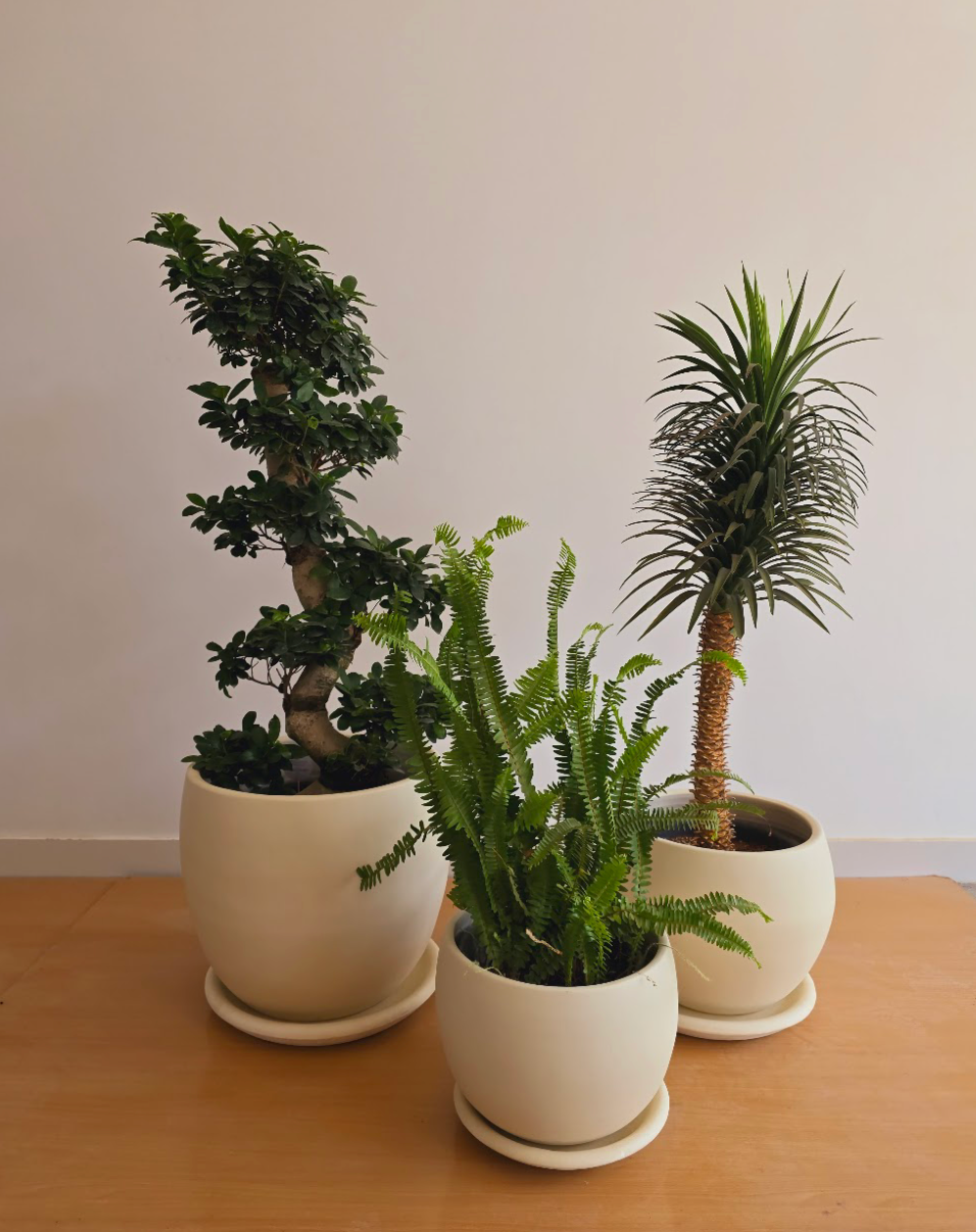 Large Outdoor Sets - Plastic Pots