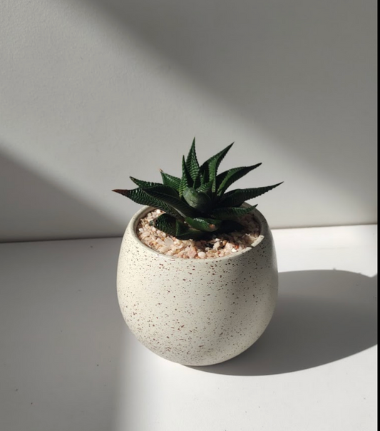 Haworthia limifolia