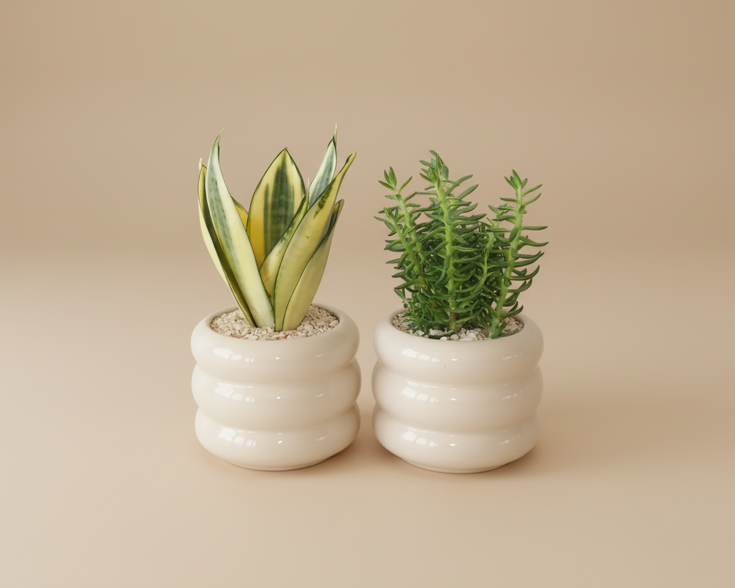 Bubbly Mini Planter - Plantcultcairo