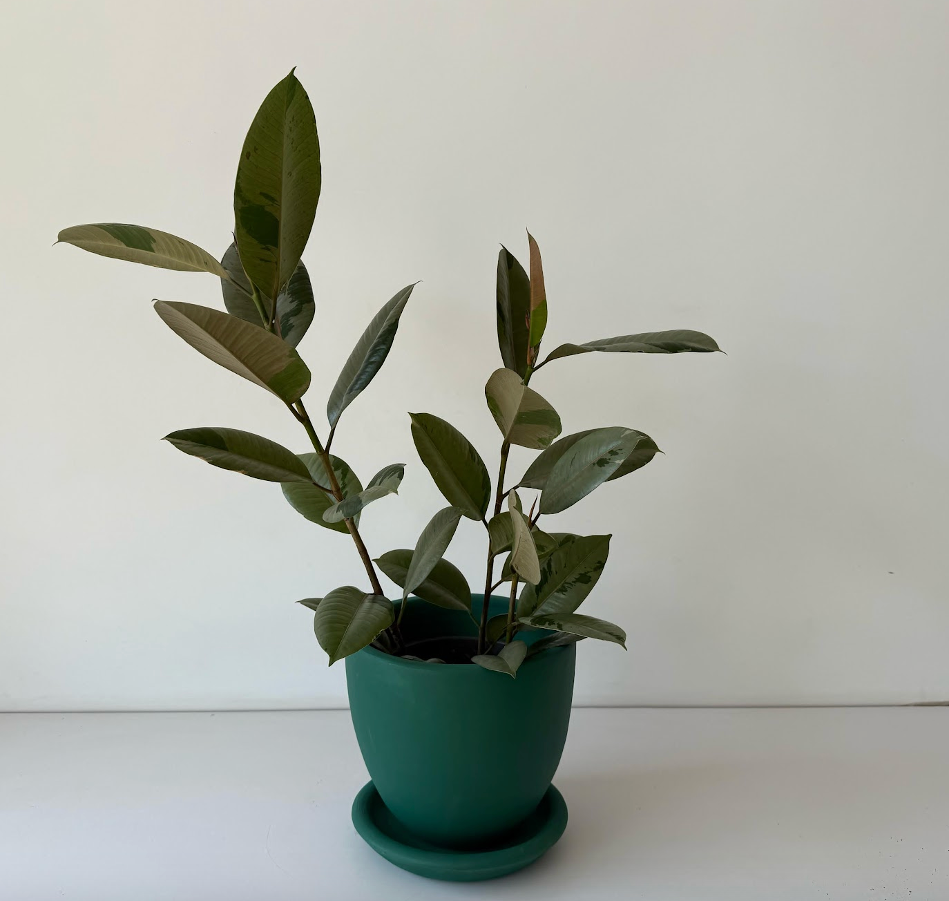 Ficus Rubber Tree Variegated