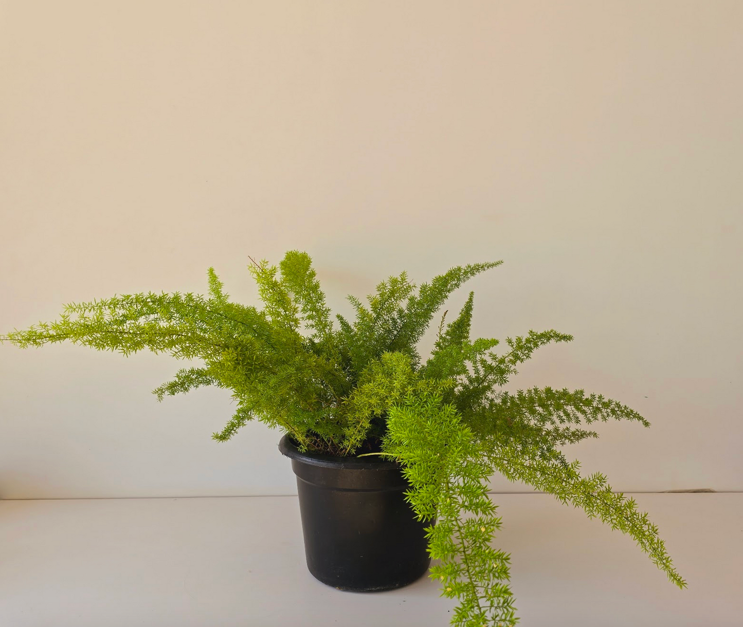 Foxtail Fern