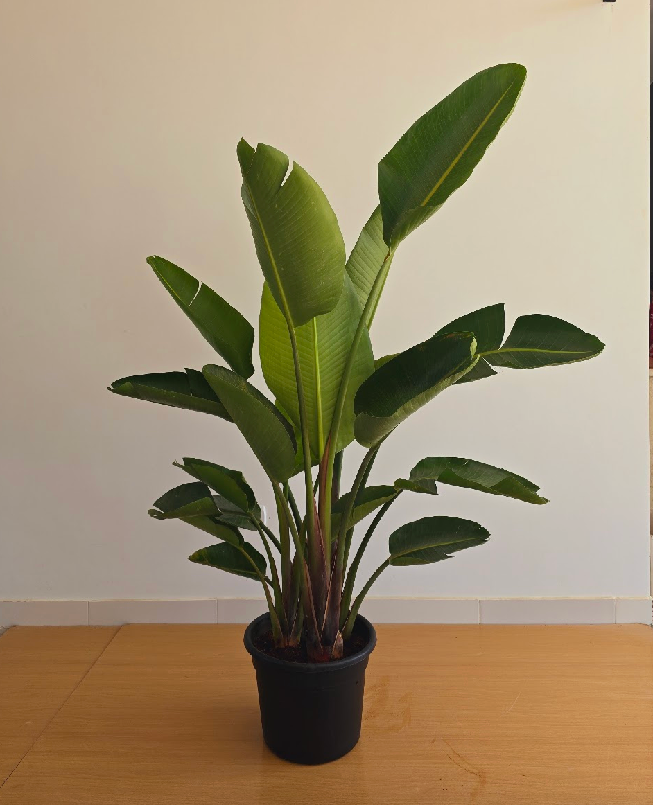 Strelitzia nicolai