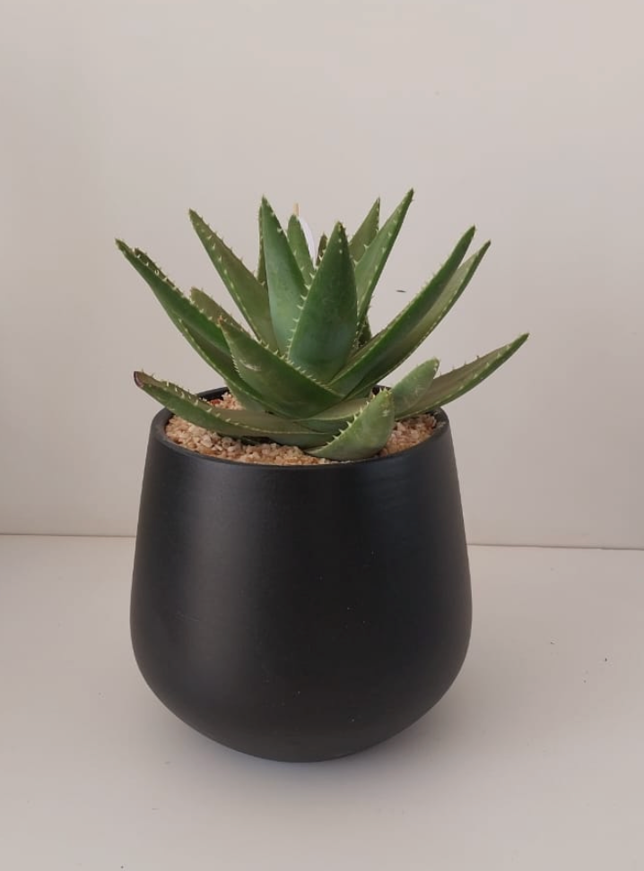 American Aloe