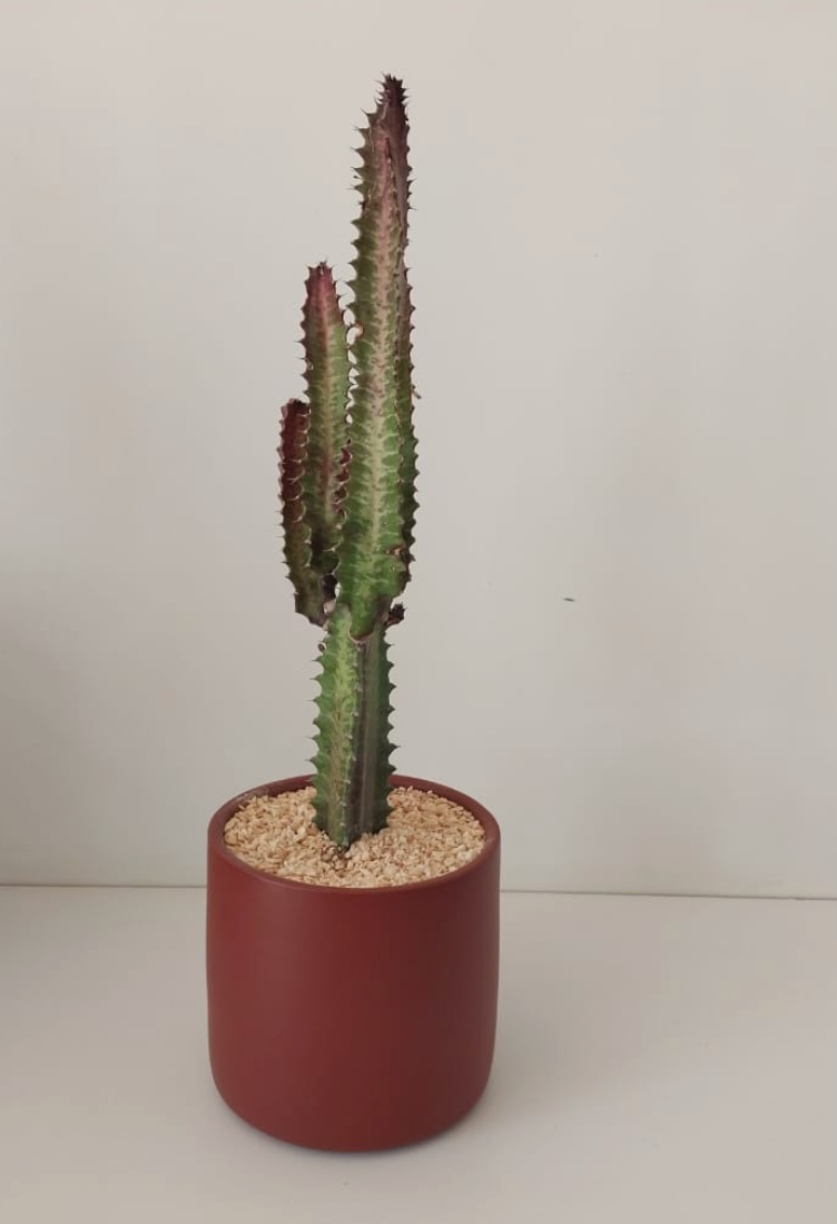 Euphorbia Trigona Rubra
