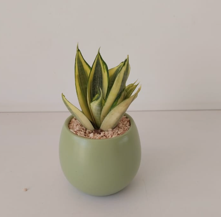 Snake Plant Gold Hanhi