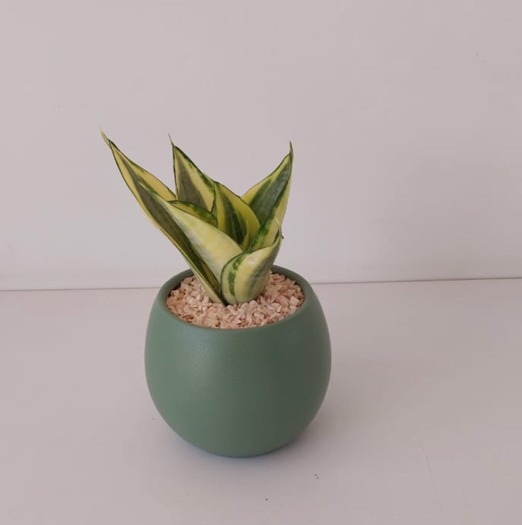 Snake Plant Gold Hanhi