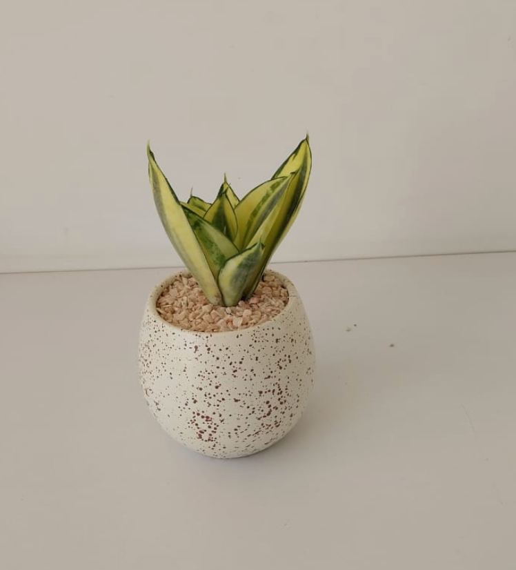 Snake Plant Gold Hanhi