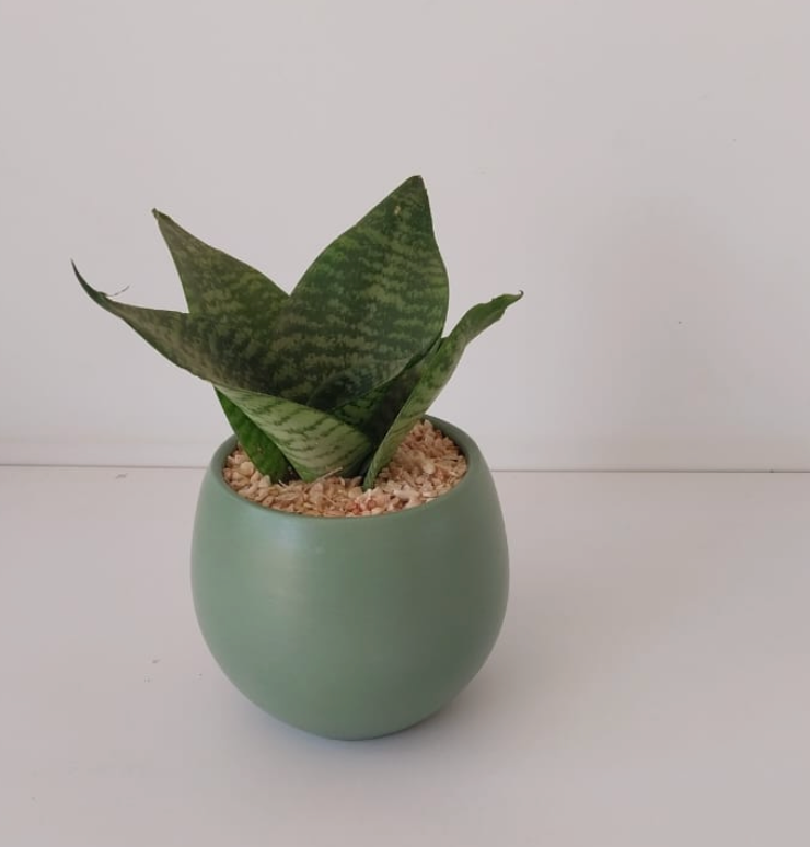 Snake Plant Small