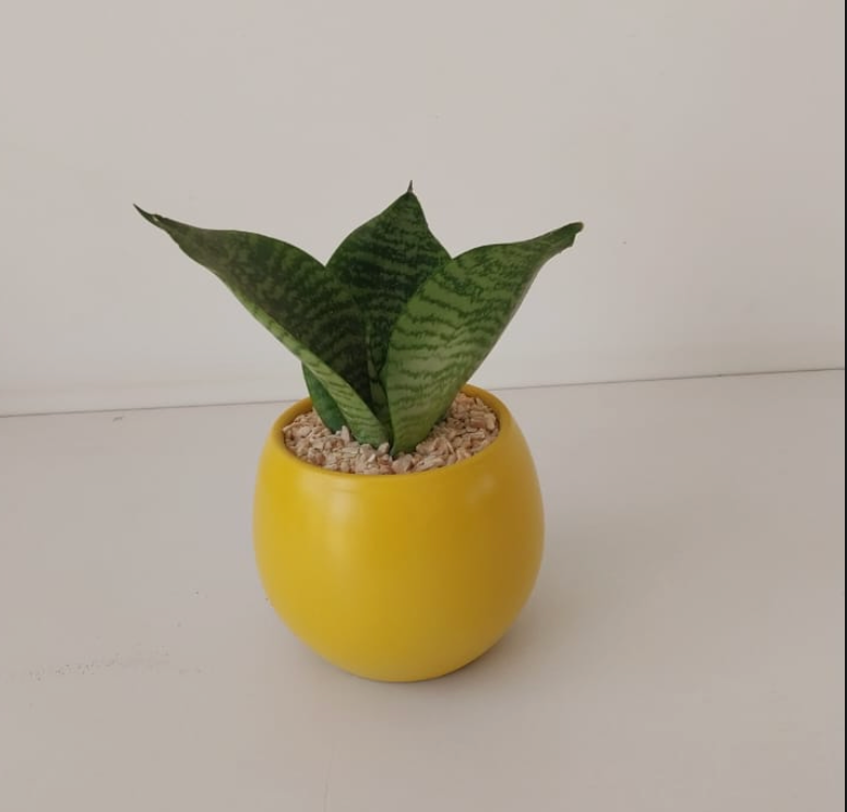 Snake Plant Small