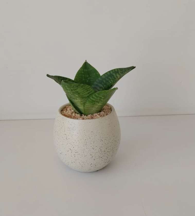 Snake Plant Small - Plantcultcairo