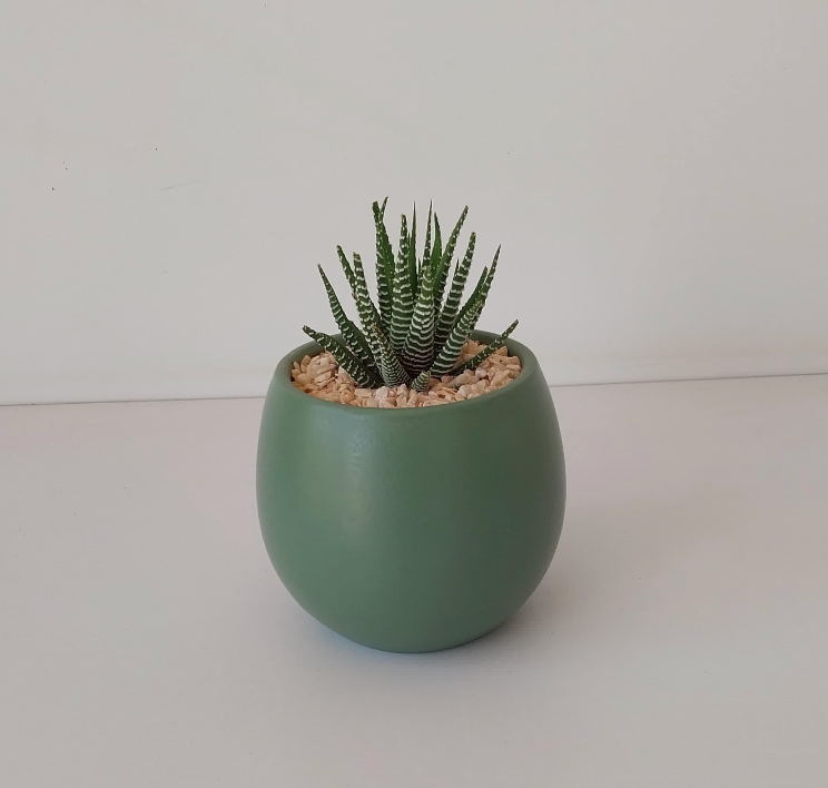 Haworthia Zebra