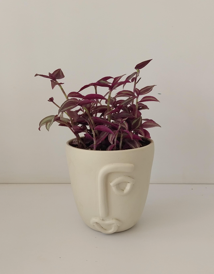 Tradescantia