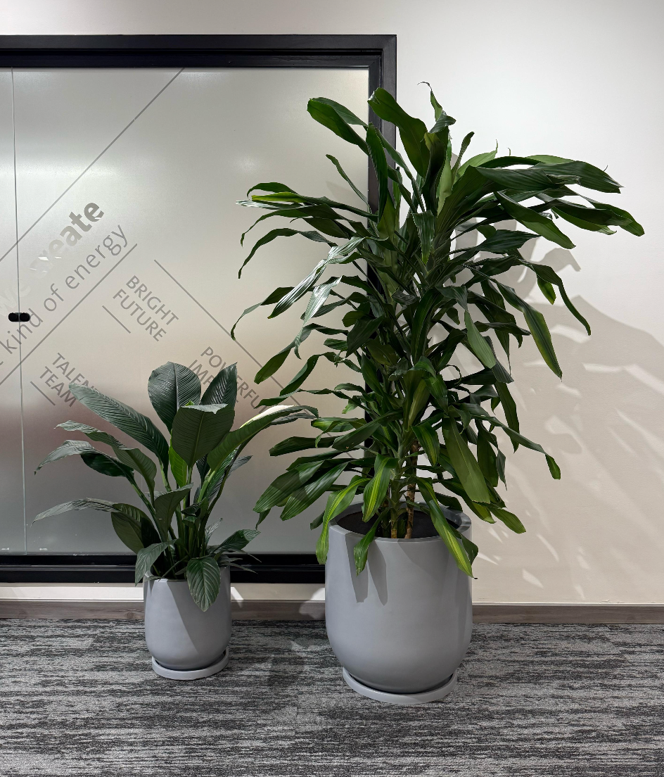Low Light Plant Duos - Large Size