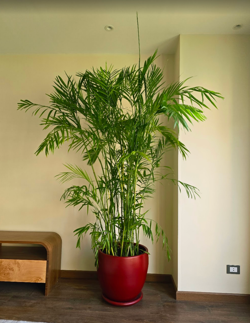 Chamaedorea Elegans