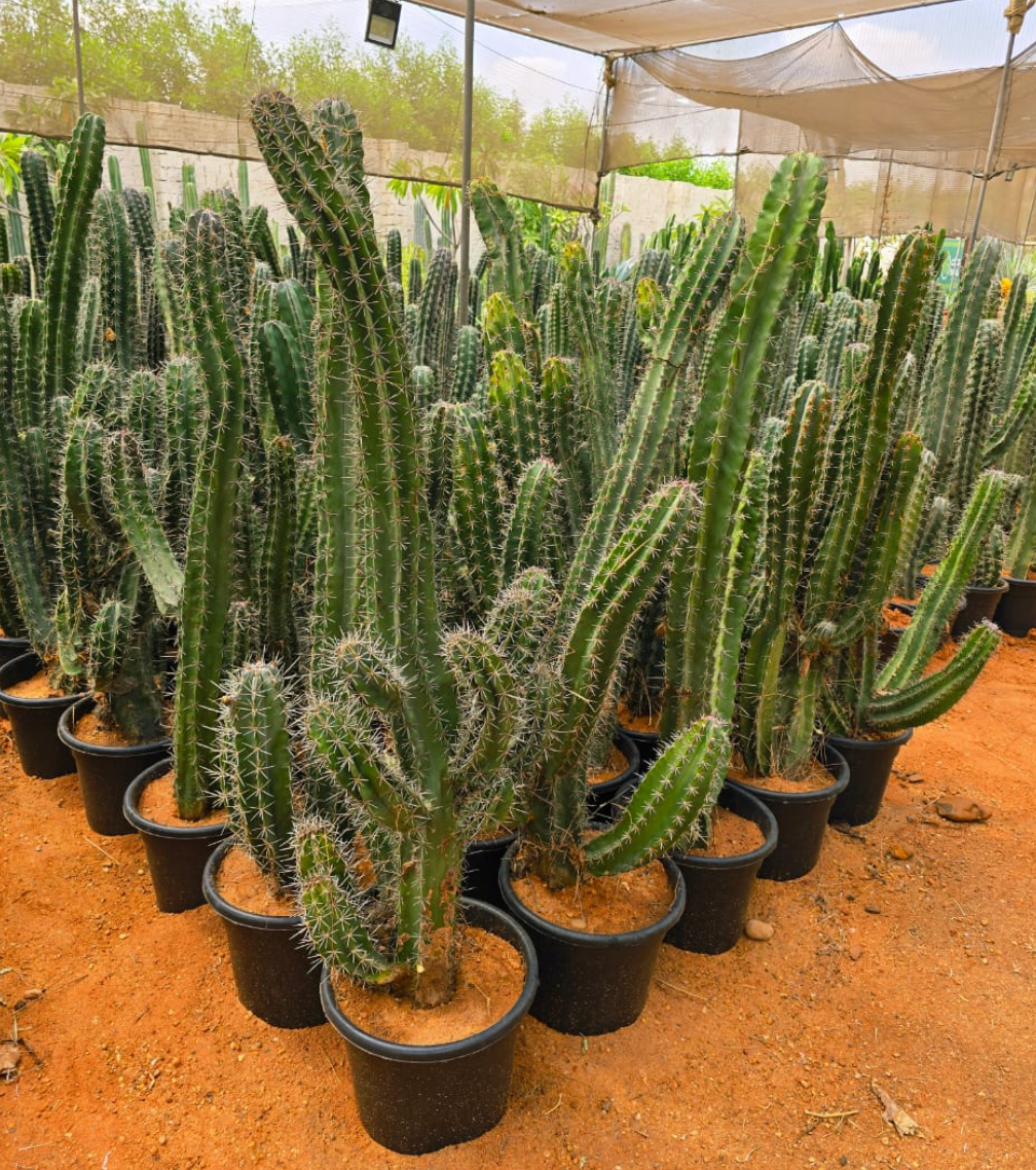 Stenocereus Griseus Cactus Large