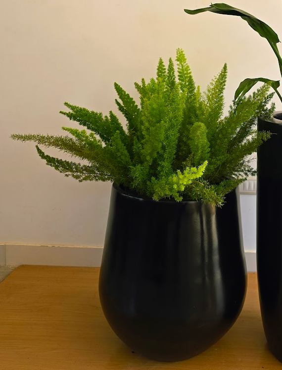 Foxtail Fern