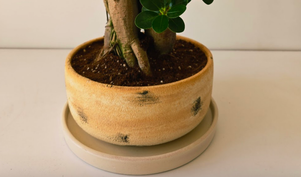 Potted Bowl Planter - Plantcultcairo