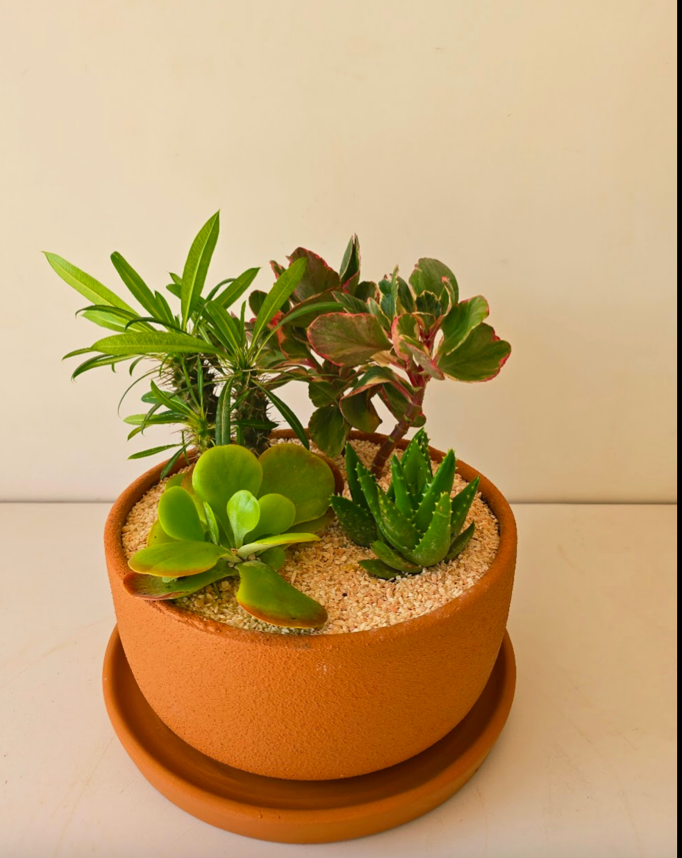 Potted Bowl Planter
