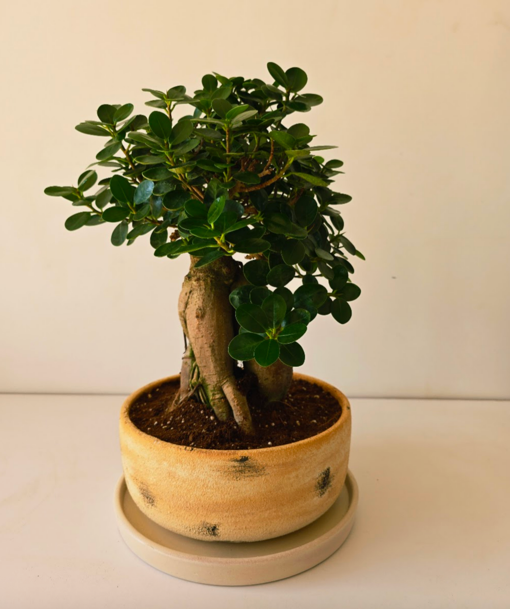 Potted Bowl Planter
