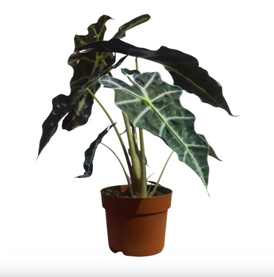 Alocasia Polly