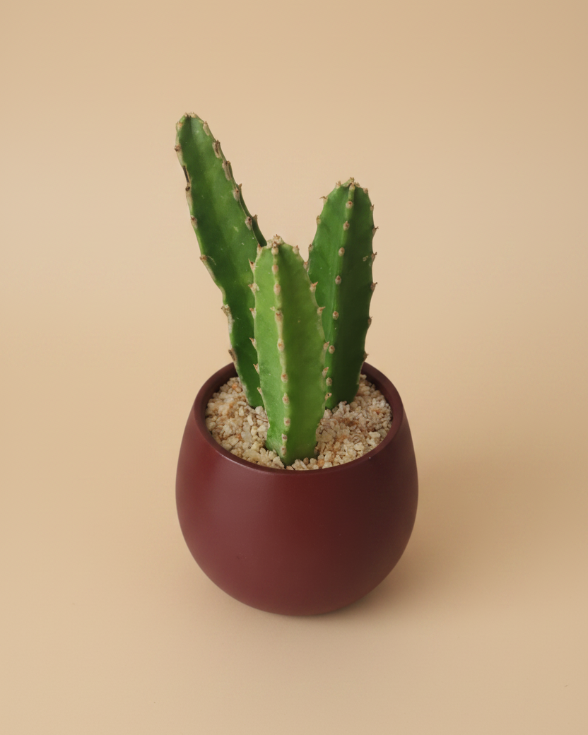 Stapelia - Plantcultcairo