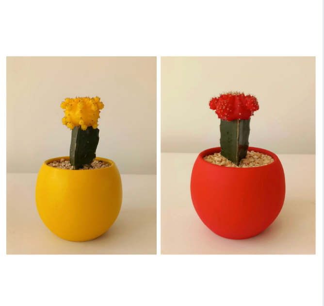Moon cactus, imported