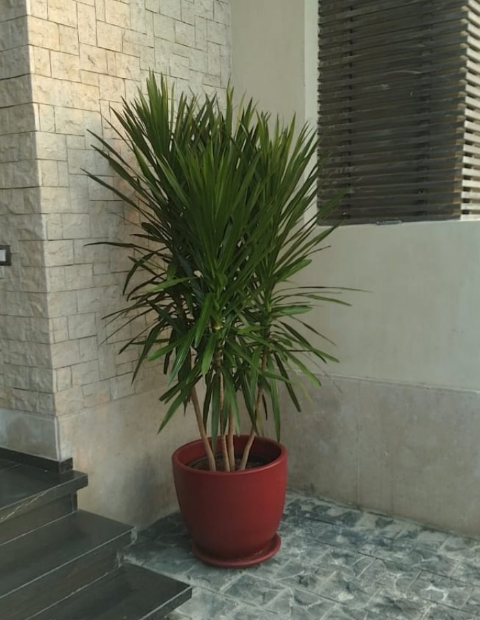 Outdoor Dracaena – Large Outdoor Plant