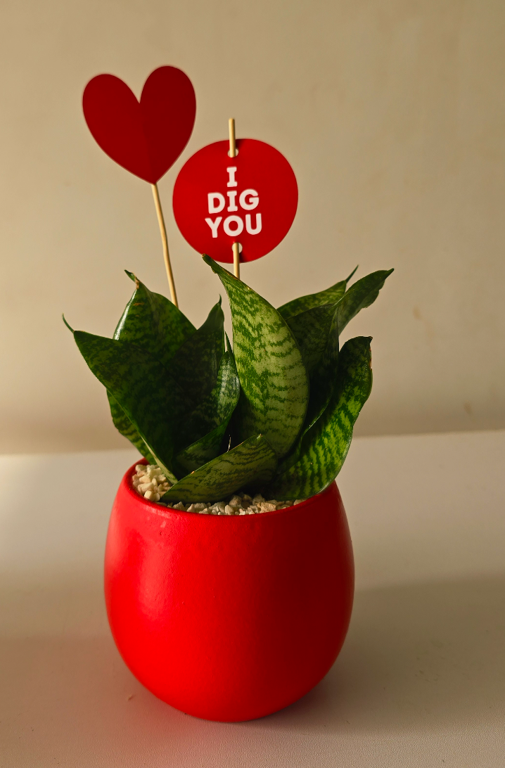 Gifting Sticks - Plantcultcairo