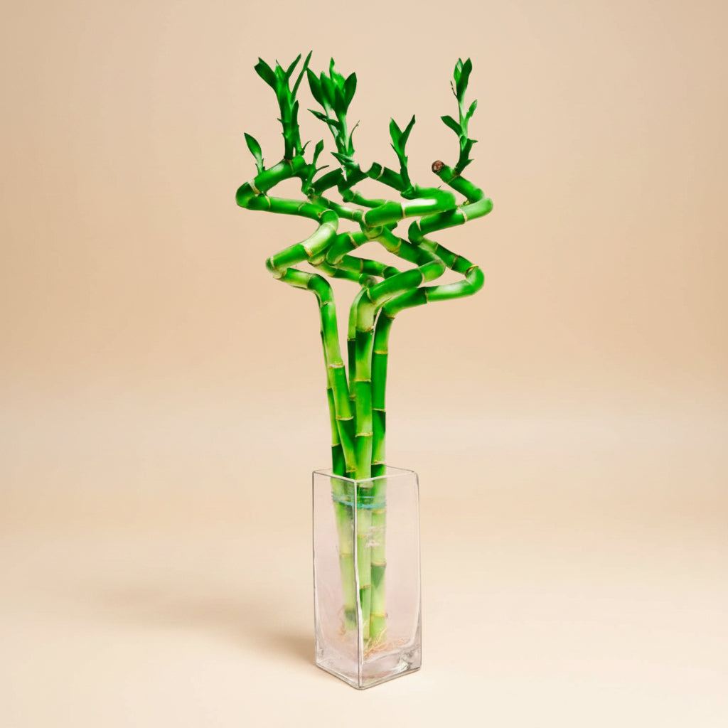 Lucky Bamboo - Plantcultcairo