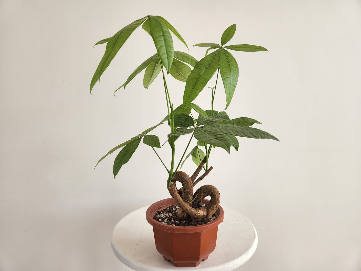 Miniature Money Tree